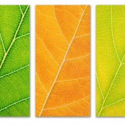 Autumn Leaves