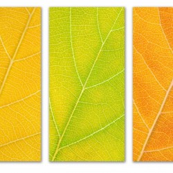 Autumn Leaves
