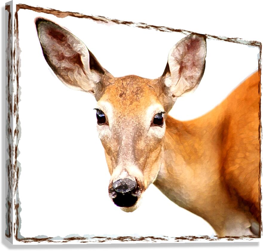 Oh Deer  Canvas Print