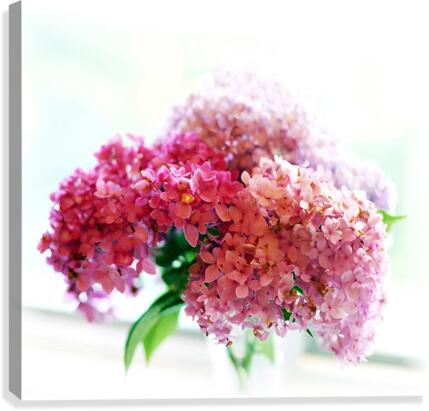 Hydrangea Accented  Canvas Print
