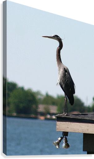 Embossed Heron  Canvas Print