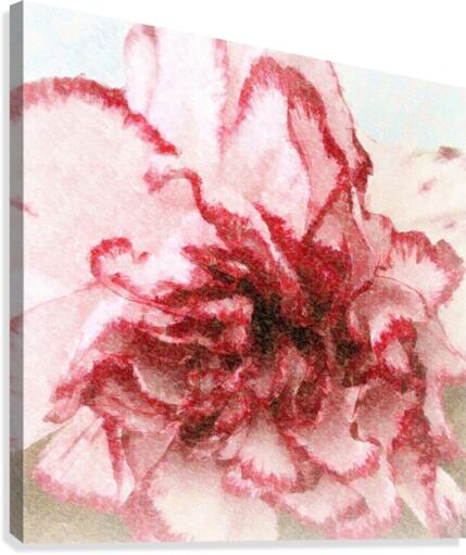Carnation Soft Canvas Print