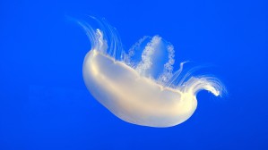 Pale Jellyfish