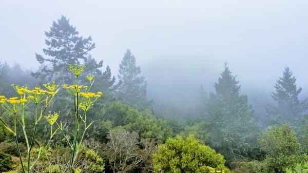 Foggy Mountaintop  Print