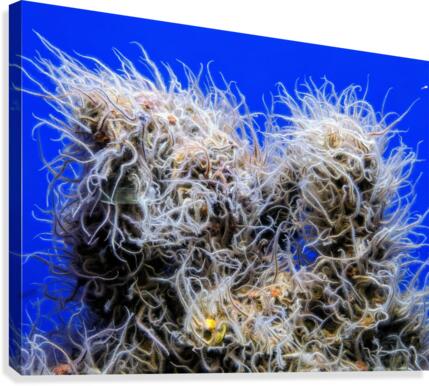 Underwater Mop Canvas Print