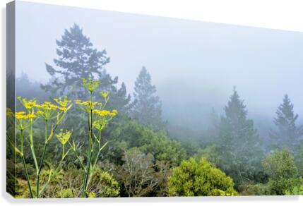 Foggy Mountaintop  Canvas Print