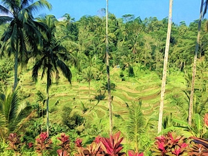 Rice Terrace