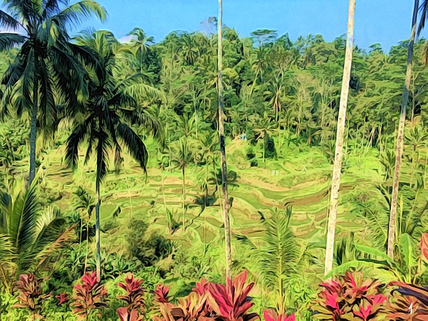 Rice Terrace Print