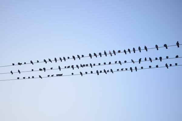 Birds Assembly Print