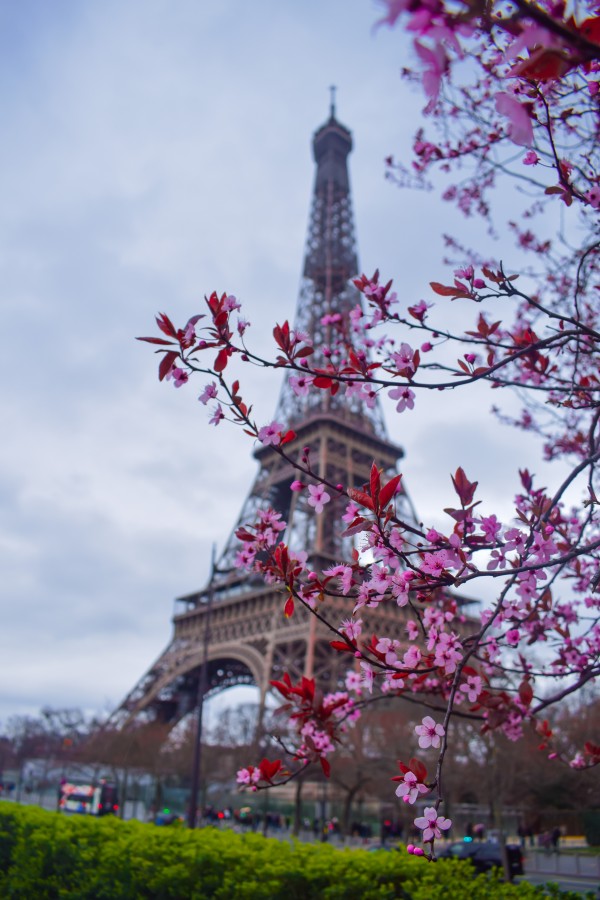 Eiffel Tower and Pink Flowers by Photopoet