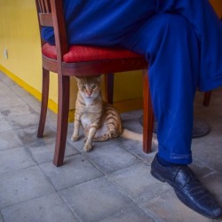 Under the Chair