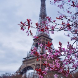 Eiffel Tower and Pink Flowers
