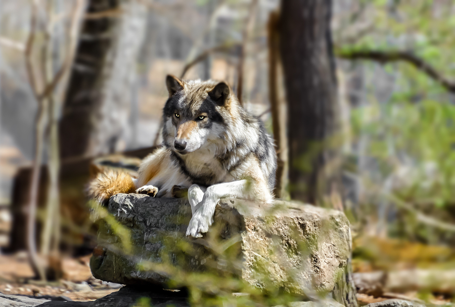 Timber Wolf Portrait by Anthony L Sacco Photography Wall Art
