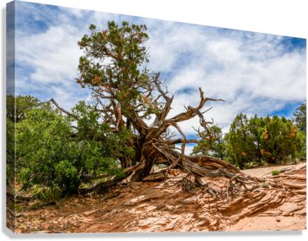 Lightning Struck Juniper Tree Canvas Print