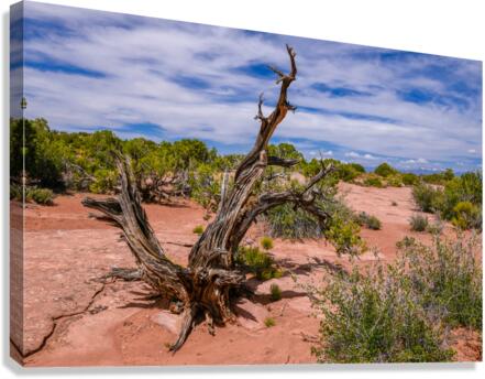 Utah Juniper Tree  Canvas Print