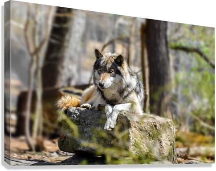 Timber Wolf Portrait Canvas Print