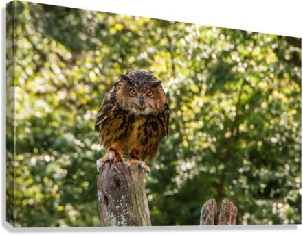   Eurasian Eagle Owl Canvas Print