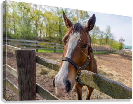 Lets Ride Canvas Print