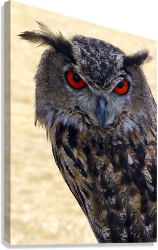 Eagle Owl Canvas Print
