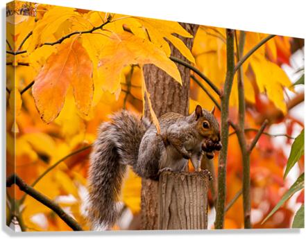 Autumn Squirrel Canvas Print