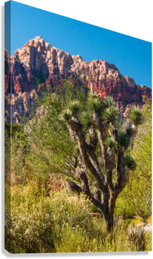 Joshua Tree Canvas Print