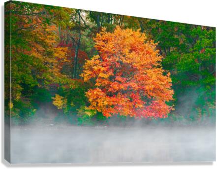 Misty Fall tree Canvas Print