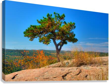 Autumn Tree Canvas Print