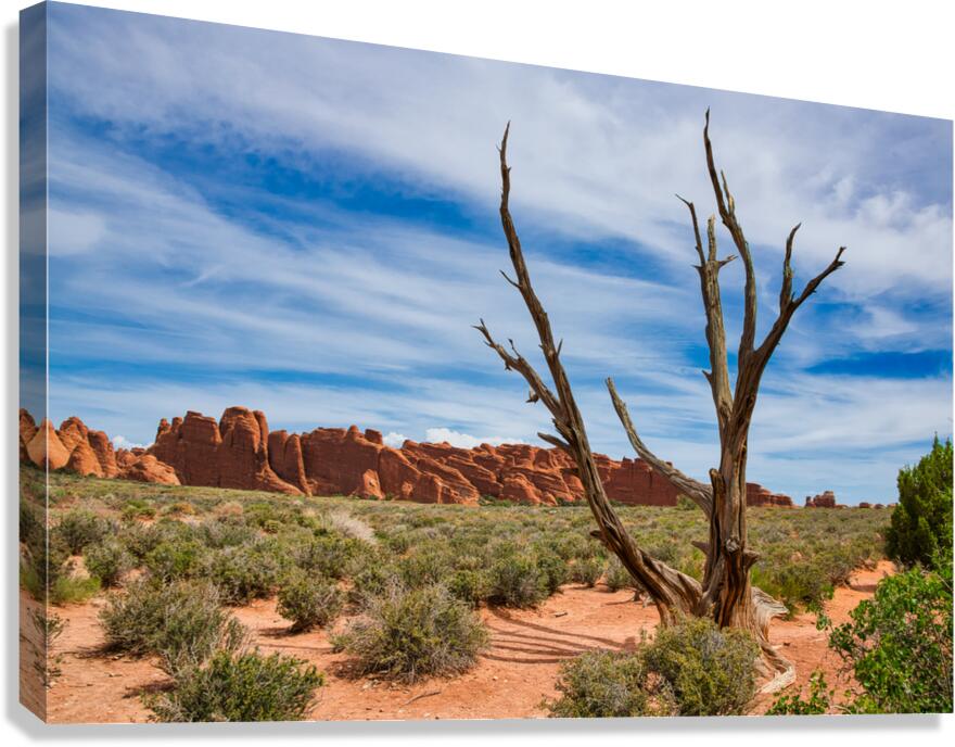 Fiery Juniper Tree  Canvas Print