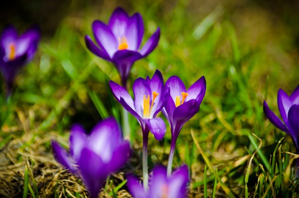 Crocuses Are The First by Ann Romanenko
