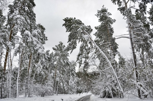 Trees Are High Print