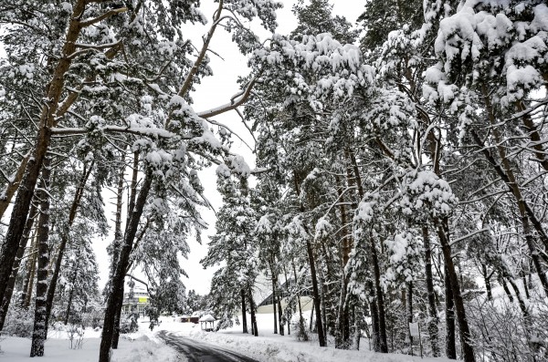 A Walk Between Trees Print