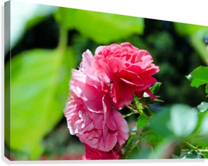 Rose Name Canvas Print