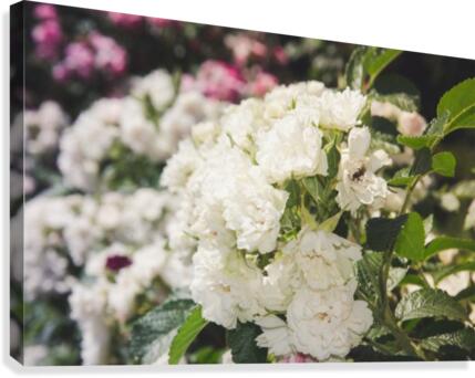 Brides Canvas Print