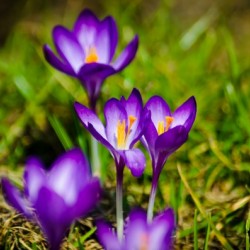 Crocuses Are The First