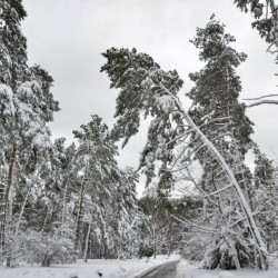 Trees Are High