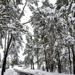 A Walk Between Trees