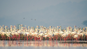 Flamingos At Lake 