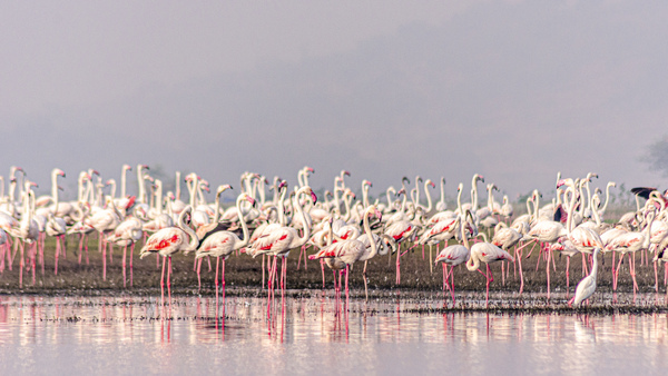 Flamingos Print