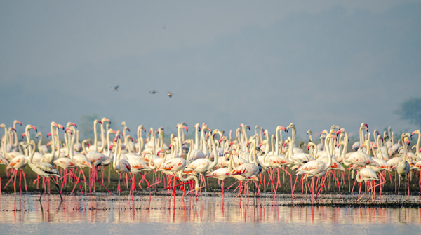 Flamingos At Lake  Print