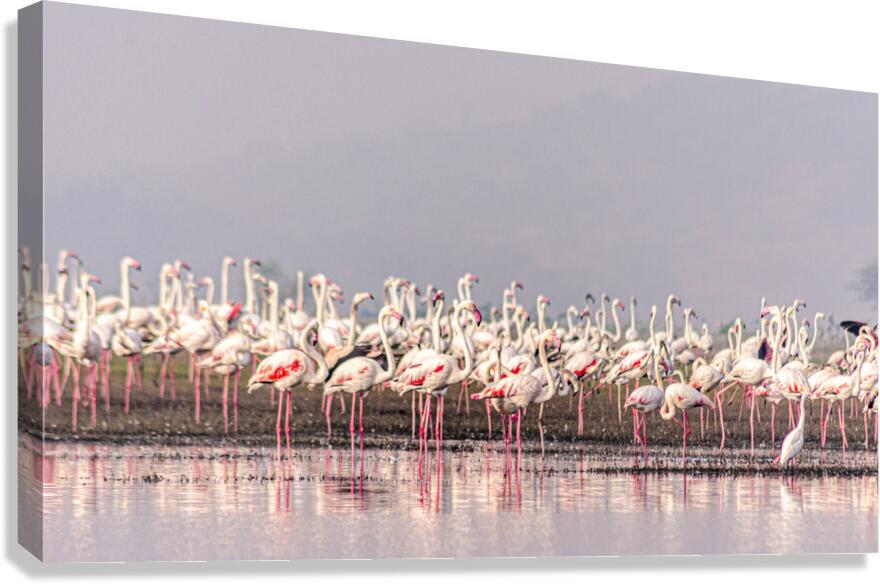 Flamingos Canvas Print