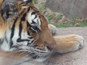 Meow