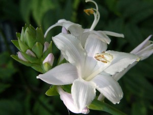 Purity