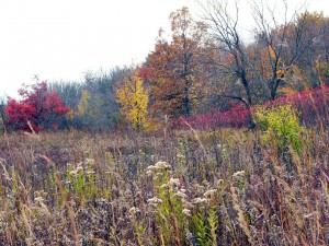 Prairie