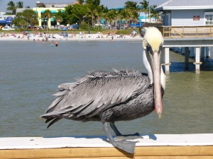 Havent you ever seen a Bird Before