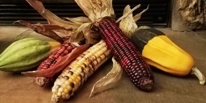 Indian Corn