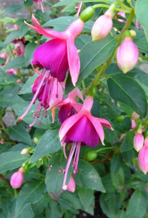 Fuchsias in Fuchsia