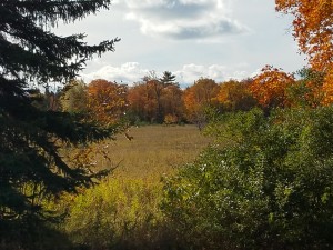Autumn Glow