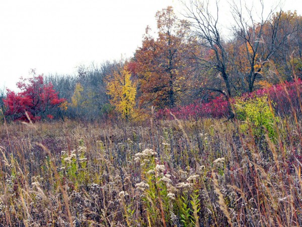 Prairie Print