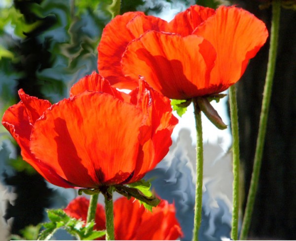 Poppies Print