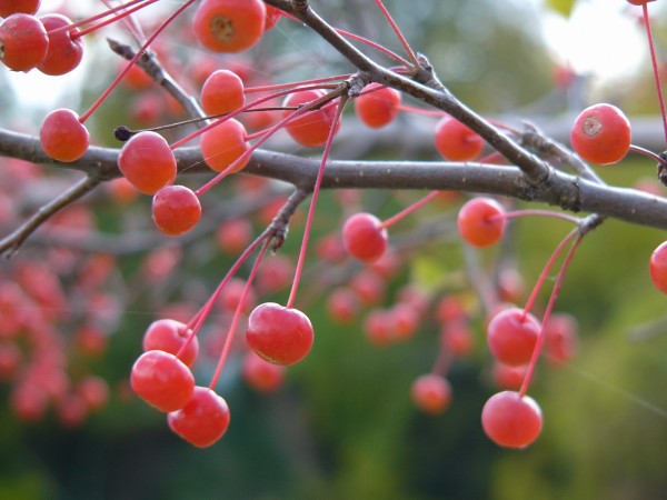 Berries Print